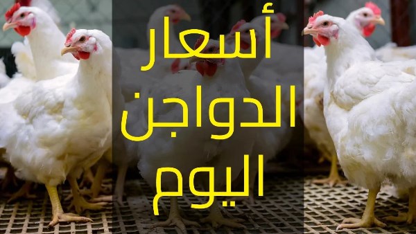 تحديث أسعار الفراخ اليوم الخميس في السوق