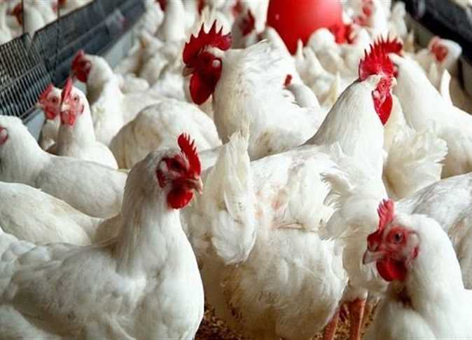 ما هي أسعار الدواجن اليوم الأربعاء 12 نوفمبر 2025؟