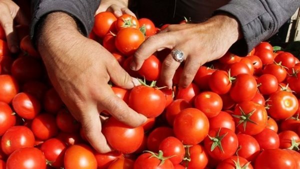 تراجع ملحوظ في أسعار الطماطم والبصل والفاكهة.. اشترِ الآن قبل فوات الأوان