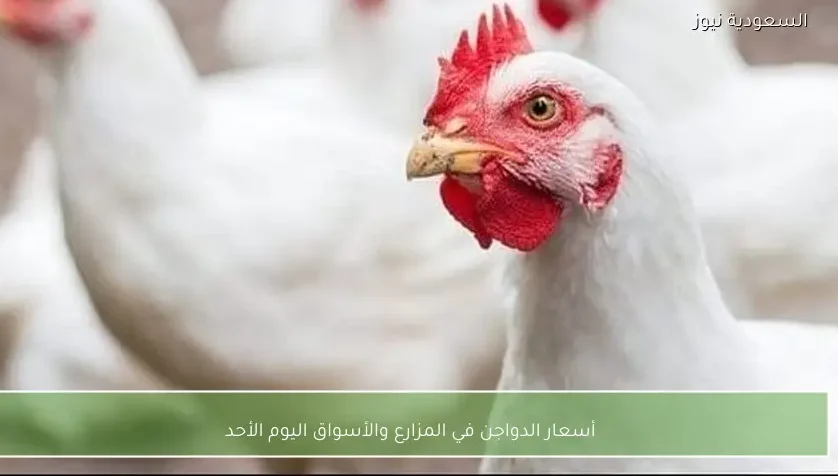 أسعار الدواجن في المزارع والأسواق اليوم الأحد