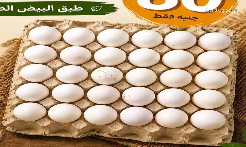 أسعار البيض في مصر تحافظ على استقرارها داخل المزارع والأسواق