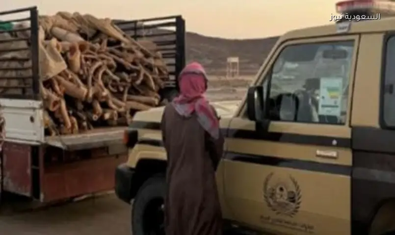 الأمن البيئي يضبط مخالفًا نقل 5 أمتار مكعبة من الحطب المحلي داخل محمية الأمير محمد بن سلمان الملكية